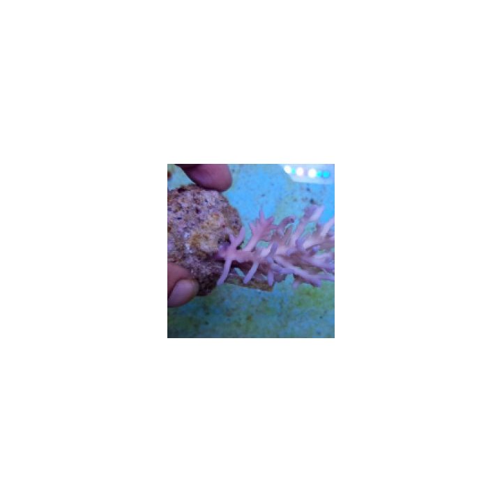 Acropora jacquelineae | SPS-kivikoralli | Akvaariokeidas