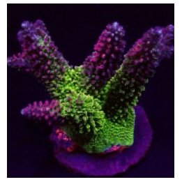 Acropora abrotanoides | SPS stony coral | Akvaariokeidas