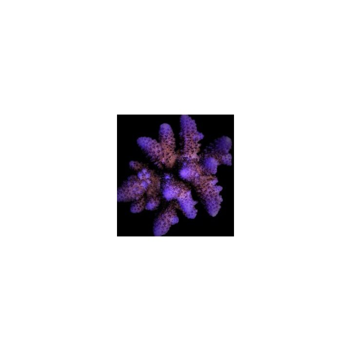 Acropora gemmifera | SPS stony coral | Akvaariokeidas