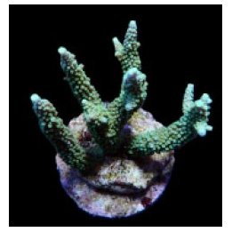 Acropora yongei | SPS stony coral | Akvaariokeidas