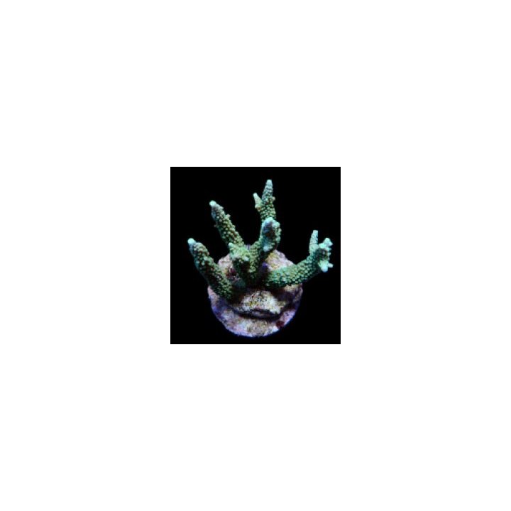Acropora yongei | SPS stony coral | Akvaariokeidas