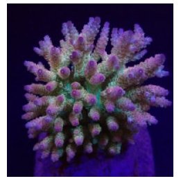 Acropora spp. (Maricultured) (Ultra) | SPS stony coral | Ak…