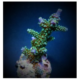 Acropora hoeksemai | SPS stony coral | Akvaariokeidas