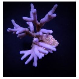 Montipora spp. (Branched) (Blue-Purple) | SPS-kivikoralli |…