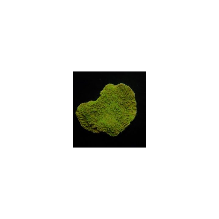Montipora spp. (Laminar) (Green) | SPS stony coral | Akvaar…