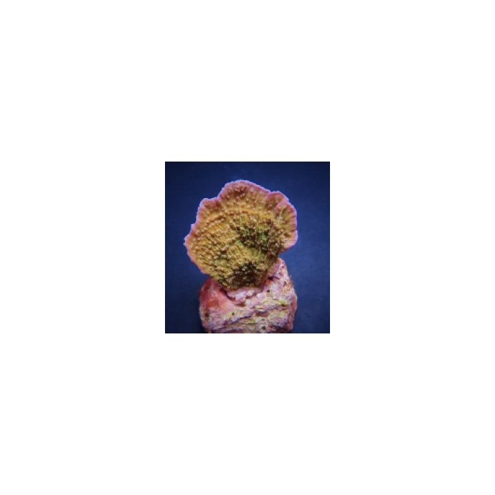 Montipora spp. (Laminar) (Pink Edge) | SPS-kivikoralli | Ak…