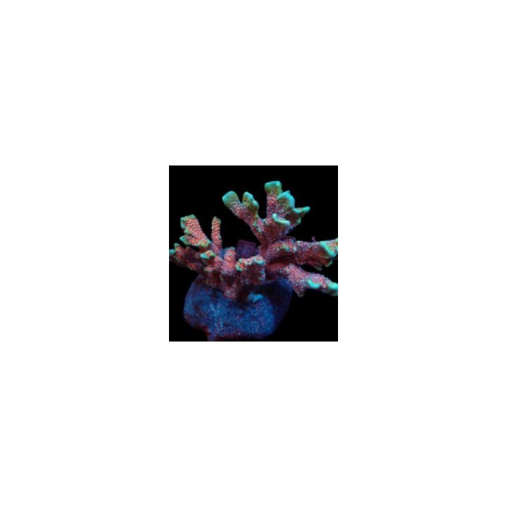 Montipora spp. (Branched) (Forest Fire) | SPS-kivikoralli |…