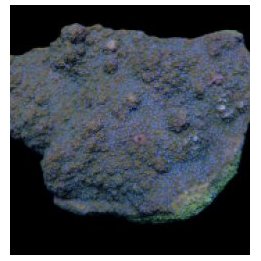 Montipora spp. (Encrusting) (Purple-Pink polyp) | SPS stony…