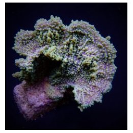 Montipora danae (Colored polyp) | SPS stony coral | Akvaari…