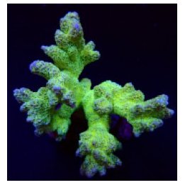 Montipora malampaya | SPS-kivikoralli | Akvaariokeidas