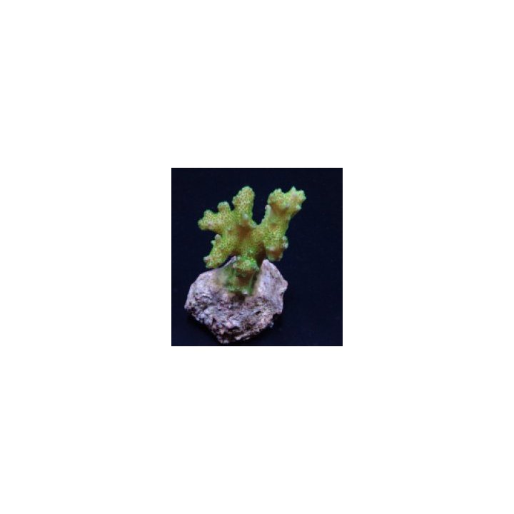 Pocillopora damicornis (Yellow-Green) | SPS stony coral | A…