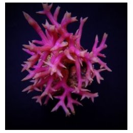 Seriatopora hystrix (Pink) | SPS stony coral | Akvaariokeid…