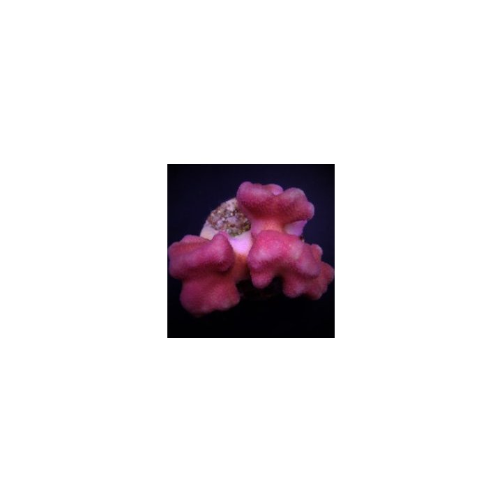 Stylophora pistillata (Pink) | SPS stony coral | Akvaarioke…