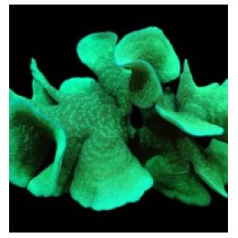 Pavona cactus | LPS stony coral | Akvaariokeidas