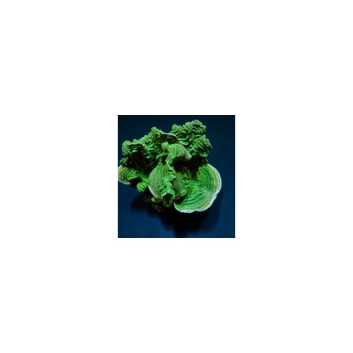 Pachyseris rugosa | LPS stony coral | Akvaariokeidas