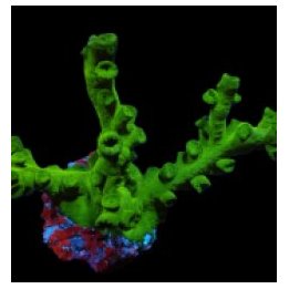 Tubastraea micranthus | LPS stony coral | Akvaariokeidas