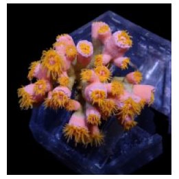 Dendrophyllia spp. (+/- 15-19 polyps) | LPS stony coral | A…