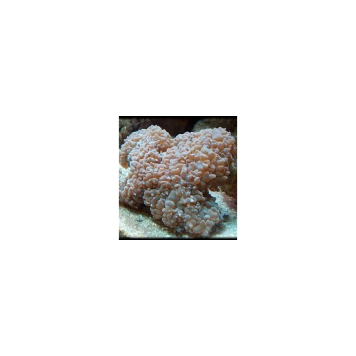 Physogyra lichtensteini | LPS stony coral | Akvaariokeidas