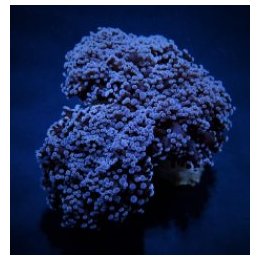 Euphyllia divisa (Common) | LPS stony coral | Akvaariokeidas