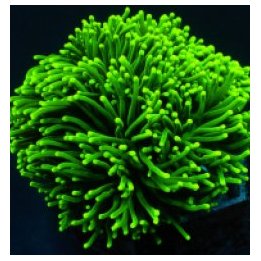 Euphyllia glabrescens (Green) (Ultra) | LPS-kivikoralli | A…