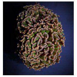 Euphyllia ancora (Tricolor) | LPS stony coral | Akvaariokei…