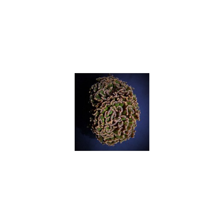 Euphyllia ancora (Tricolor) | LPS stony coral | Akvaariokei…