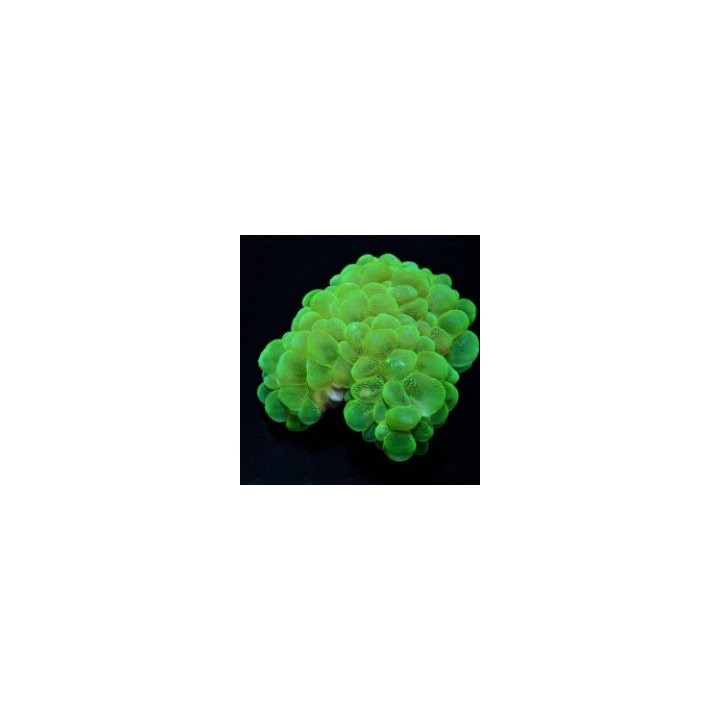 Plerogyra sinuosa (Green) | LPS stony coral | Akvaariokeidas