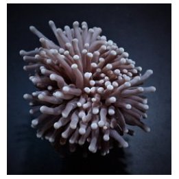 Euphyllia cristata (Common) | LPS-kivikoralli | Akvaariokei…