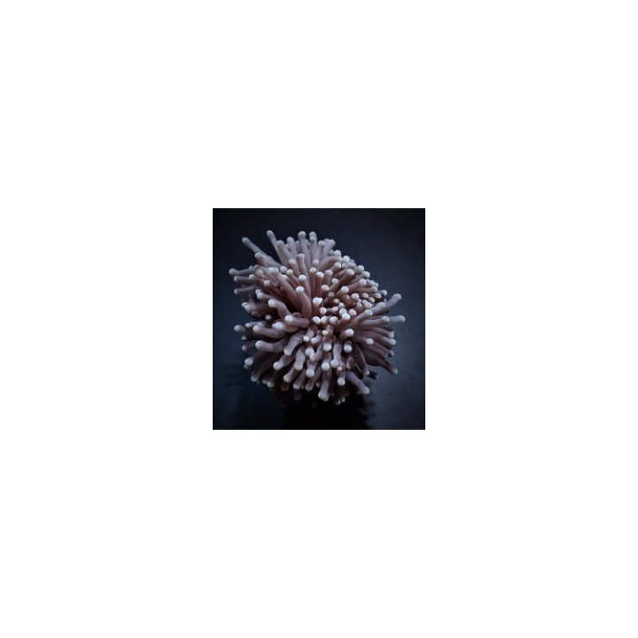 Euphyllia cristata (Common) | LPS-kivikoralli | Akvaariokei…