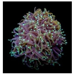 Euphyllia glabrescens (Orange-Yellow) | LPS stony coral | A…
