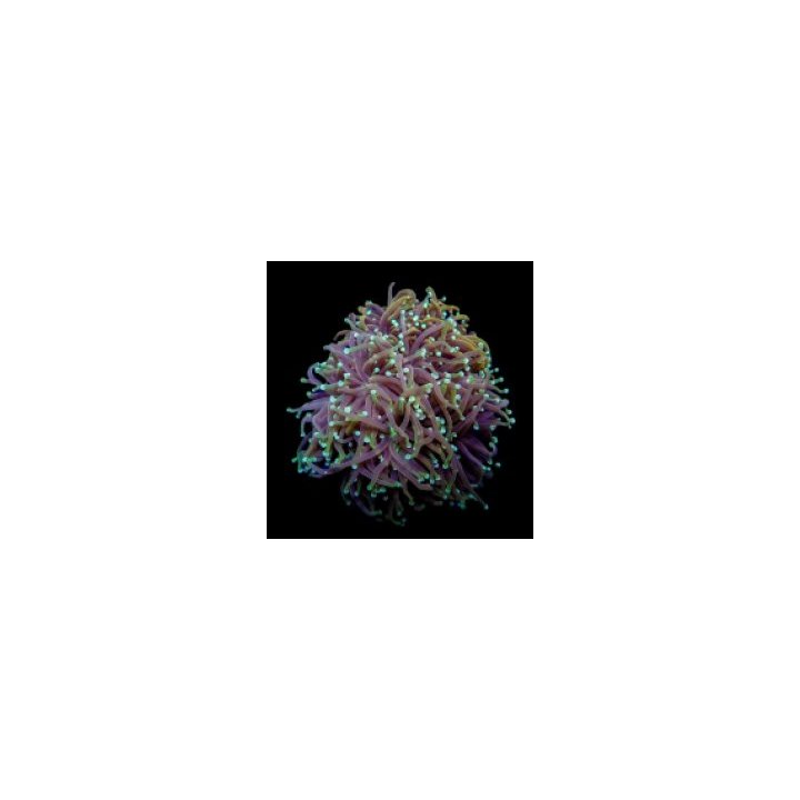Euphyllia glabrescens (Orange-Yellow) | LPS stony coral | A…