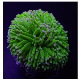 Euphyllia cristata (Super Ultra) | LPS stony coral | Akvaar…