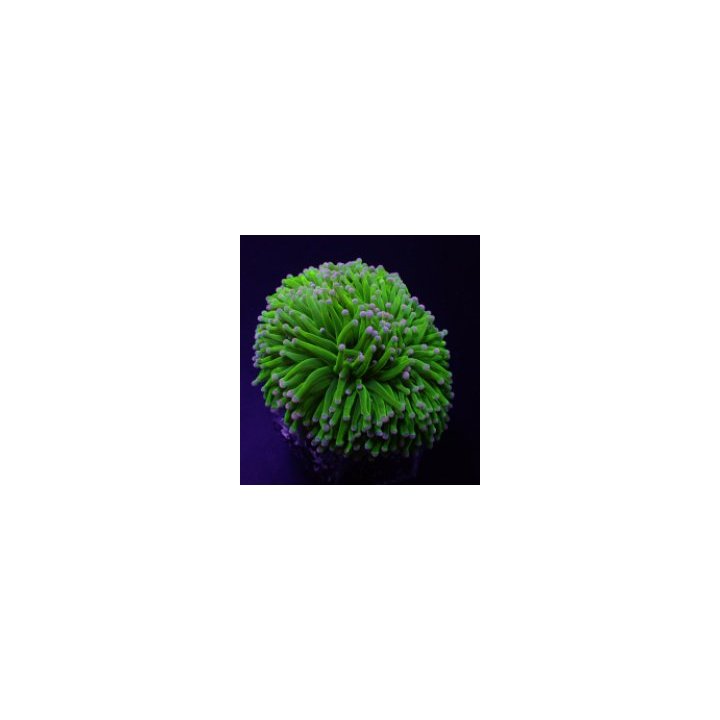 Euphyllia cristata (Super Ultra) | LPS-kivikoralli | Akvaar…