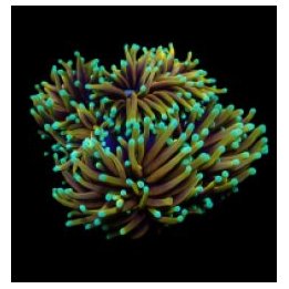 Euphyllia glabrescens (Hellfire) | LPS stony coral | Akvaar…
