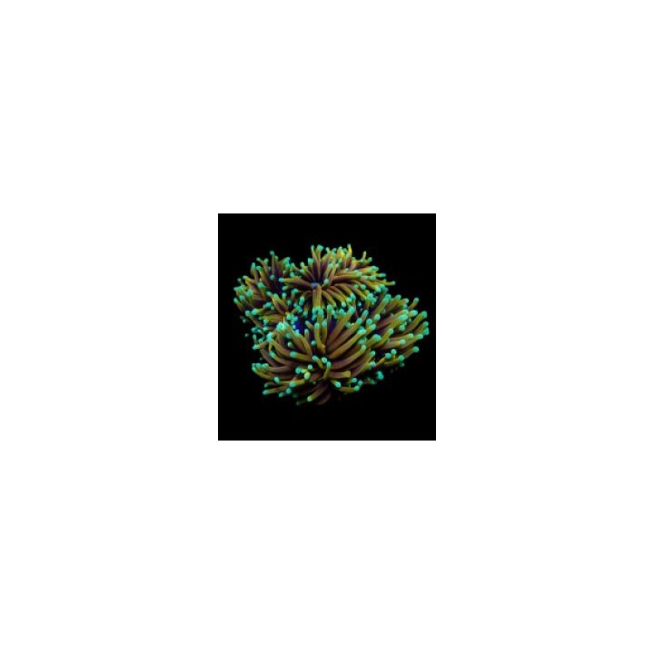Euphyllia glabrescens (Hellfire) | LPS stony coral | Akvaar…