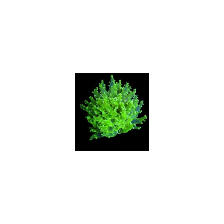 Euphyllia paradivisa (Orange-Yellow) (p/h) | LPS-kivikorall…