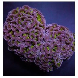 Euphyllia ancora (Two Tone) | LPS stony coral | Akvaariokei…