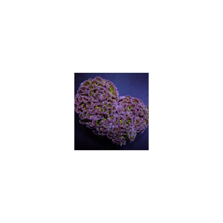 Euphyllia ancora (Two Tone) | LPS stony coral | Akvaariokei…