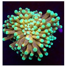 Euphyllia cristata (NYknicks) | LPS stony coral | Akvaariok…
