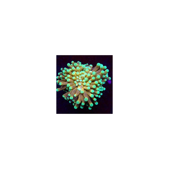 Euphyllia cristata (NYknicks) | LPS stony coral | Akvaariok…