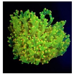 Euphyllia paradivisa (Green) (Ultra) | LPS stony coral | Ak…