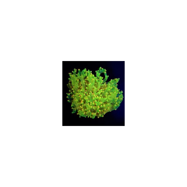 Euphyllia paradivisa (Green) (Ultra) | LPS stony coral | Ak…