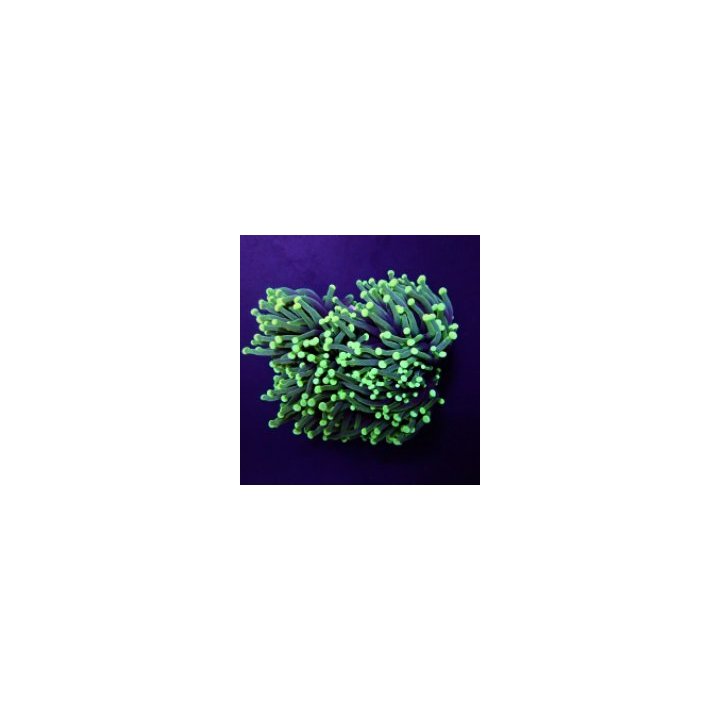 Euphyllia cristata (Green) (Ultra) | LPS stony coral | Akva…