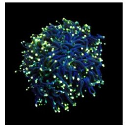 Euphyllia glabrescens (Black Torch) | LPS stony coral | Akv…