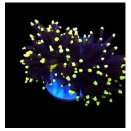 Euphyllia glabrescens (Rapunzel) (p/h) | LPS-kivikoralli | …