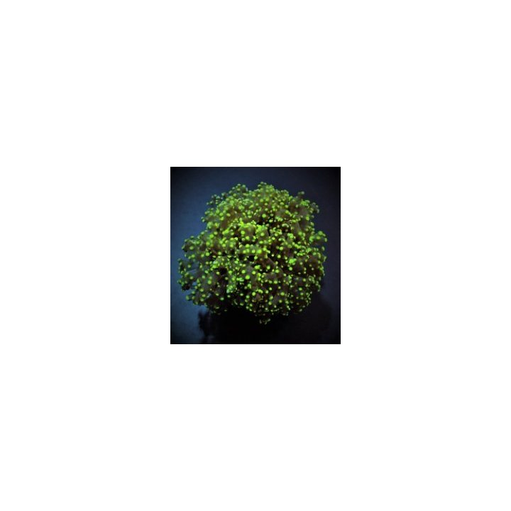Euphyllia paradivisa (Green) (Premium) | LPS stony coral | …