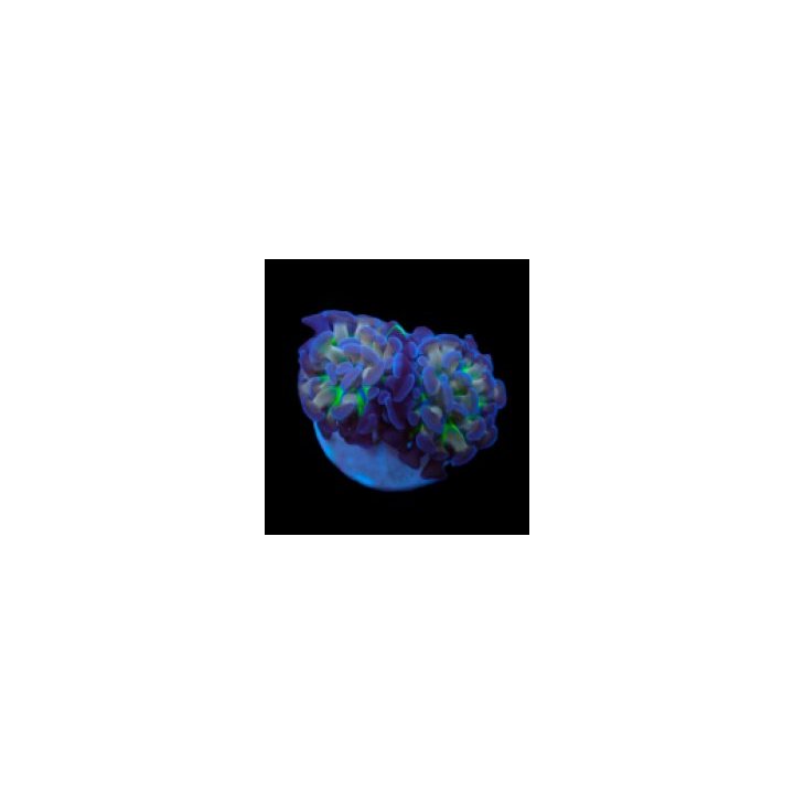 Euphyllia paraancora (Voodoo Child) | LPS stony coral | Akv…