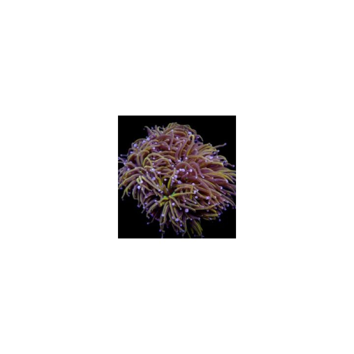 Euphyllia glabrescens (NYknicks) | LPS-kivikoralli | Akvaar…