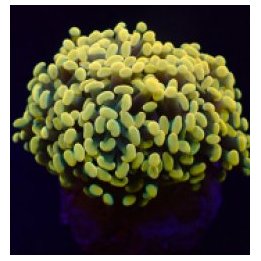 Euphyllia paraancora (Yellow-Gold) | LPS stony coral | Akva…