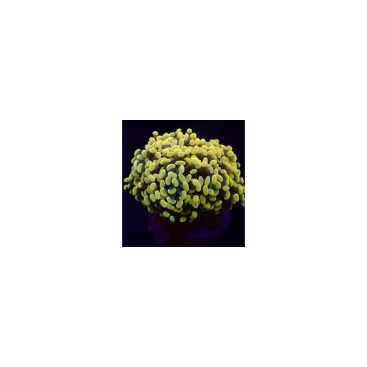 Euphyllia paraancora (Yellow-Gold) | LPS stony coral | Akva…